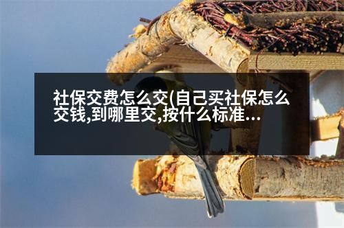 社保交費怎么交(自己買社保怎么交錢,到哪里交,按什么標(biāo)準(zhǔn)交)